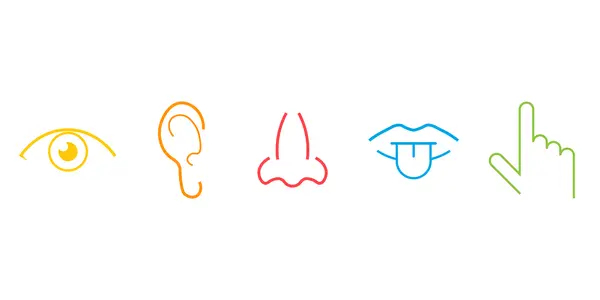 Ilustración de los 5 sentidos del ser humano (la vista, el oído, el olfato, el gusto y el tacto)